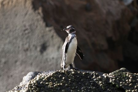 岩の上から愛嬌を振りまくガラパゴス・ペンギン
