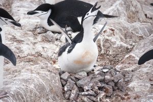この季節はチンストラップ・ペンギンの産卵期。お腹の下に卵が見える＝４日目、ハイドルーガ・ロックス