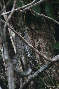 中南米に生息する大蛇、ボア・コンストリクター。緑のトカゲを絞め殺している