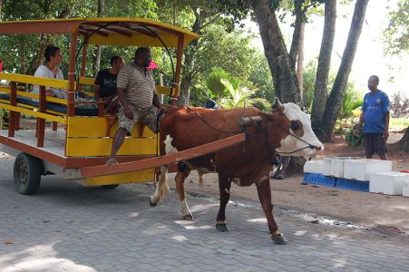 牛が引っ張る観光荷車