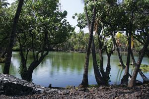 緑色に輝く、古代ハワイの養魚池