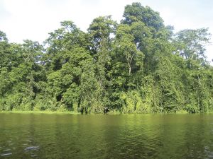緑深いトートゥゲロのジャングル