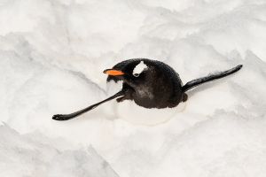 お腹で滑り降りるジェンツー・ペンギン＝５日目、ニコ・ハーバー