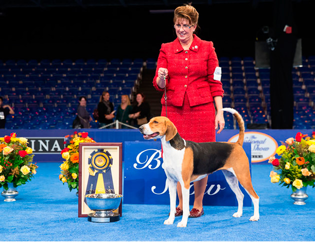 SeeSpotRun Photo at The National Dog Show Presented by Purina