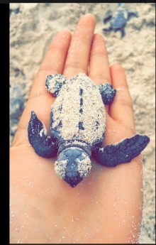 Turtle6