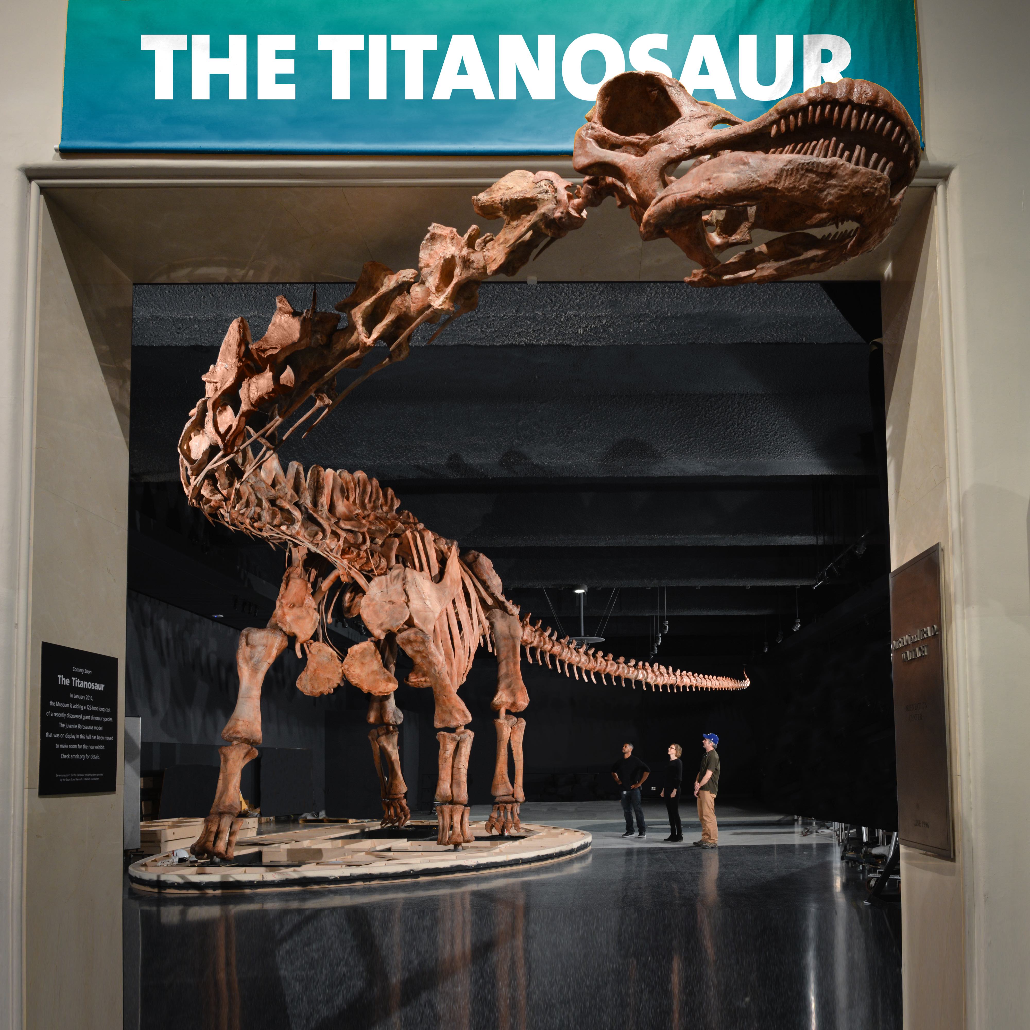 巨大ティタノサウルス新種 1月15日からnyアメリカ自然史博物館で模型と化石を公開 U S Frontline フロントライン