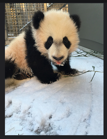 1月21日、生まれて初めて雪を見るジャイアントパンダの赤ちゃん「Bei Bei」 Photo: Shellie Pick / Smithsonian's National Zoo