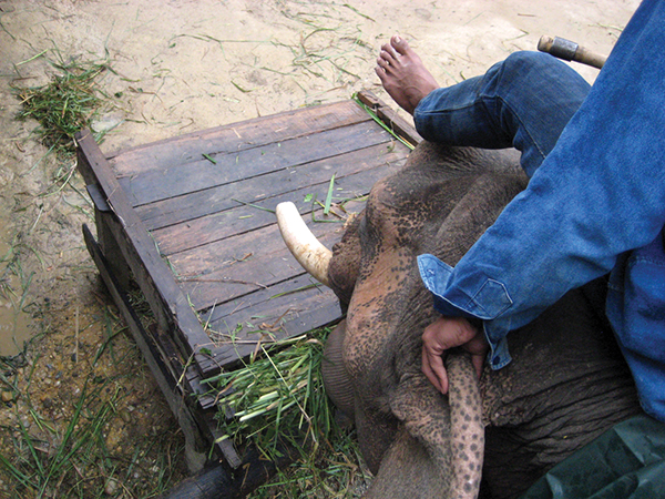 マフートは、象の耳の裏を足で触ってコミュニケーションを取るPhoto © Mirei Sato