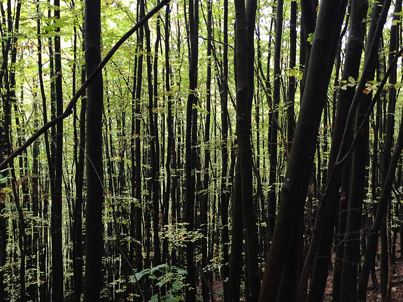 パプク国立自然公園の、美しい木立 Photo © Mirei Sato