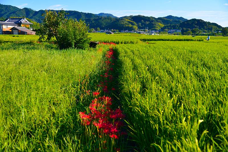 9月には彼岸花が稲を守ってくれる Photo © Naonori Kohira